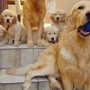 Happy Golden Retriever Puppies