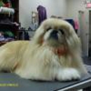 Canine Designs - Pet Grooming