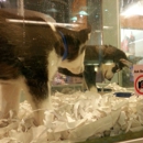 Four Paws and A Tail - Pet Stores