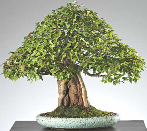 Ray Nesci Bonsai Nursery - Dural, NSW