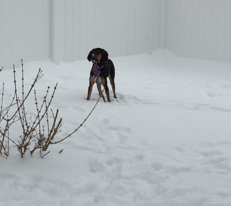 Yutka Fence Company - Kenosha, WI. Isabella loves the freedom she finds in our fenced in yard from Yutka Fence