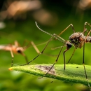 Penoza Pest Control - Pest Control Equipment & Supplies