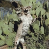 Tucson Taxidermy gallery