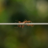 Brantley Pest Control gallery