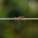Brantley Pest Control - Pest Control Equipment & Supplies