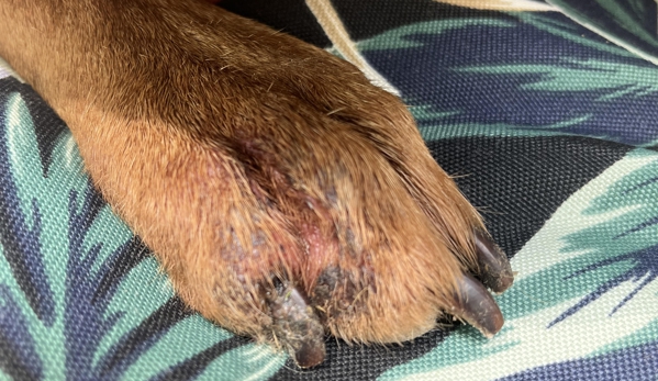 Paw Paw's Pets - Memphis, TN. Stax's unexplained, very painful foot injury, sustained during his 10-day boarding at Paw Paws, where Rebecca denies any responsibility.