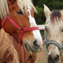 A & T Stables - Horse Rentals