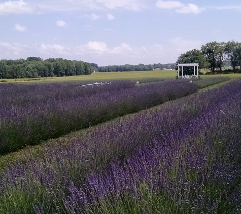 Purple Rain Lavender Farm - Churchville, MD