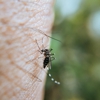 Havard Pest Control gallery