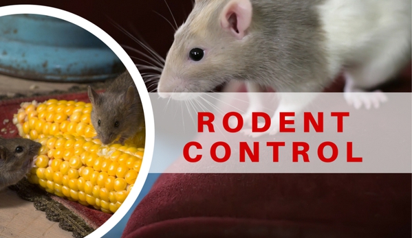 American Pest Solutions - Boynton Beach, FL. Rodents are extremely clever, and generally outwit common trapping devices. You know it, if you’ve ever tried to catch one...