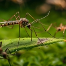 Gimson Pest Control - Pest Control Equipment & Supplies