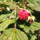 Perry Hill Farm - Orchards