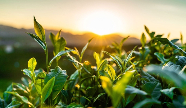 Stephenson Environmental Management Australia