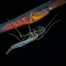 Bee Green Pest Solutions - Pest Control Equipment & Supplies