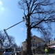 Eli's Tree Service