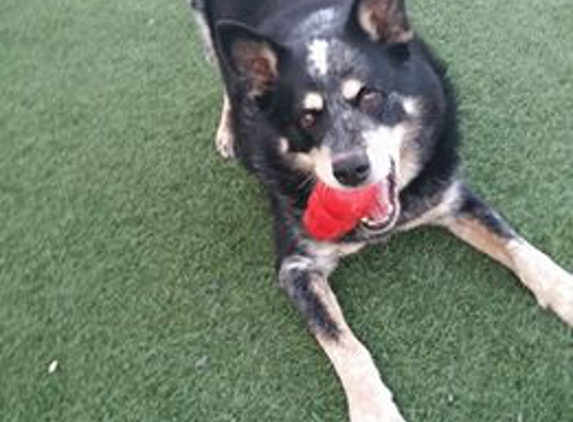 Neppel Kennels - Moses Lake, WA. Koot and his  toy.