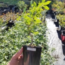 Crape Myrtle Guy