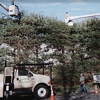 Evergreen Tree Service gallery