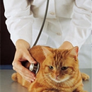 Sea Gate Veterinary Hospital - Veterinary Clinics & Hospitals