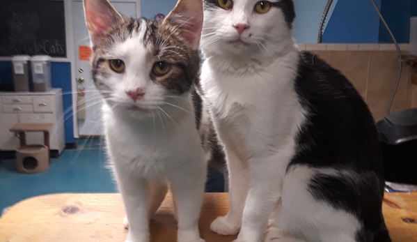 Westside Cats - Youngstown, OH. Two clinic babies so sweet