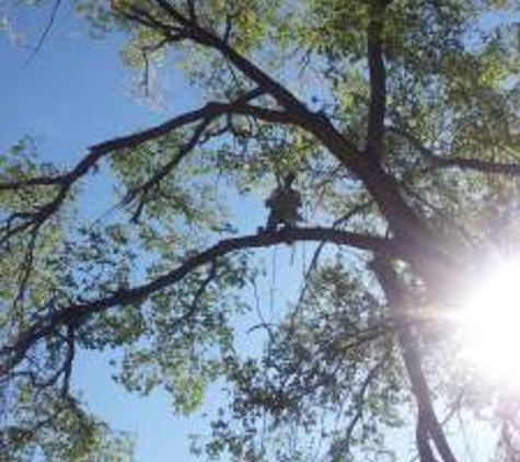 Antonio's Tree Service - Albuquerque, NM