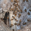 Baldwin Gulf Coast Pest Control gallery