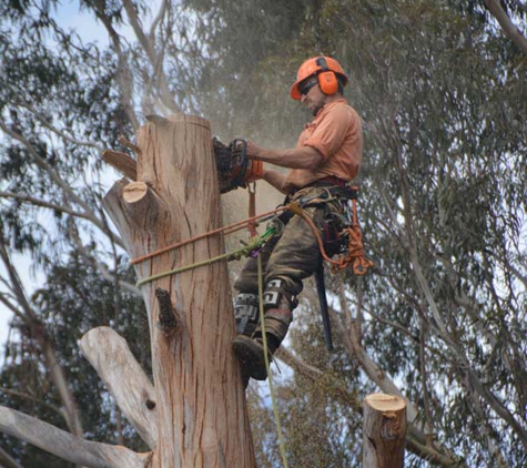 Dynamic Tree Works