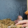 Eliminex Pest Control gallery