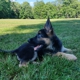 GraceLand Farm German Shepherd Dog Puppies