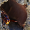 Best Pest & Termite Inc gallery
