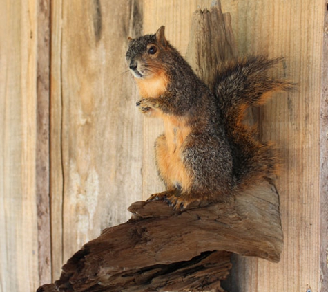 Wildlife Reflections Taxidermy - French Settlement, LA