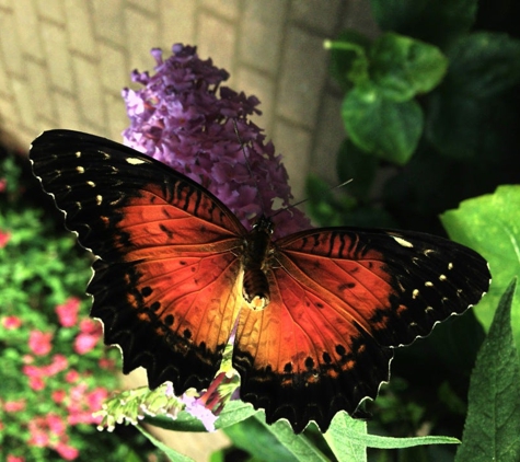 The Butterfly Place - Westford, MA