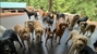Camp Happy Paws - Pet Services