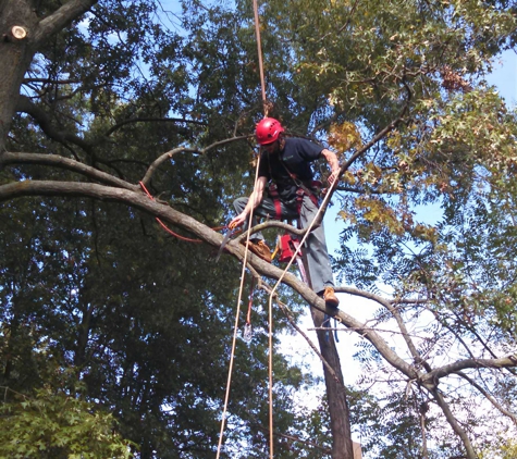 J C tree - Michigan City, IN