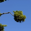 Kind Feller Tree Care gallery