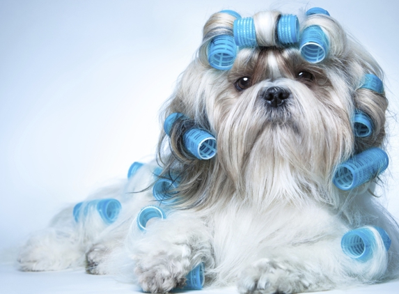 The Groom Gallery by Dawn - Holiday, FL. Is Your Pet Having A Bad Hair Day?