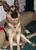 Coddled Critters - Pet Services