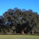 Lagniappe Tree Works - Arborists