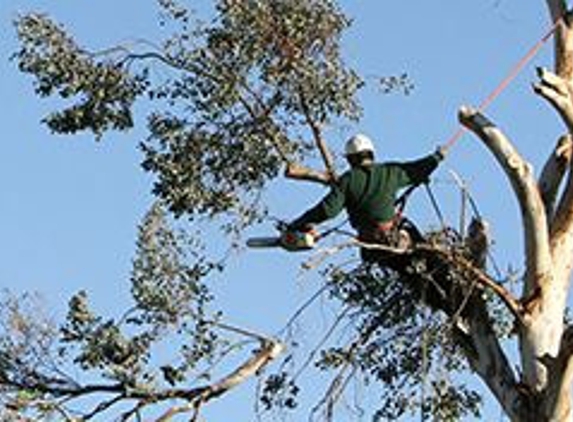 Bovaird Tree & Stump Removal - Fairview, PA