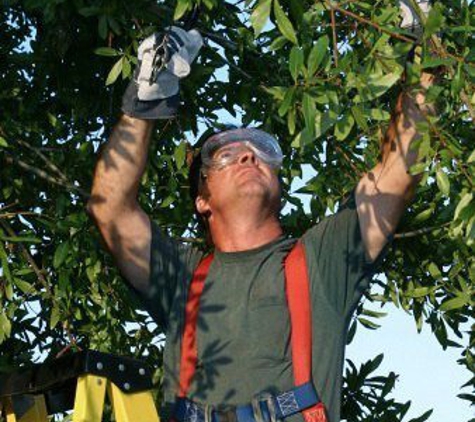 Dave's Tree Service Inc. - Daytona Beach, FL