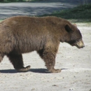 Yellowstone Bear World - Amusement Places & Arcades