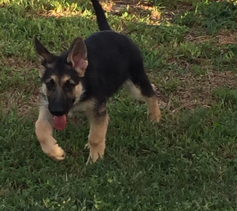 Dog? On It!! Dog Training - Orlando, FL