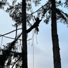 Air Arborist gallery