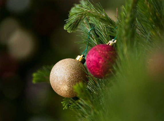 Santa's Shaped Christmas Trees Pty Ltd - Gundaroo, NSW
