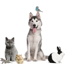 Willlowbend Pet Sitting - Pet Sitting & Exercising Services