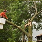 Arbor Tech Tree Care