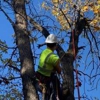 Central MN Tree Service gallery