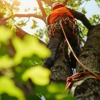Limbotomy Tree Service gallery
