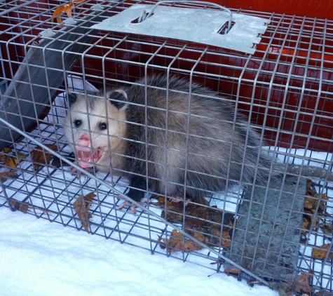 Trap and Tote Wildlife Removal. Opossum