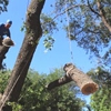 C.I.R. Tree Service gallery